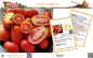 Preview: Tomate * Roma * 50 Samen